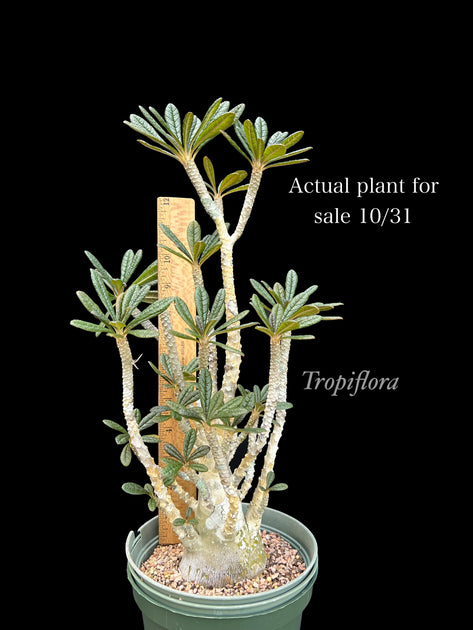 Dorstenia gigas – Tropiflora