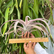 Tillandsia chiapensis 'Giant'