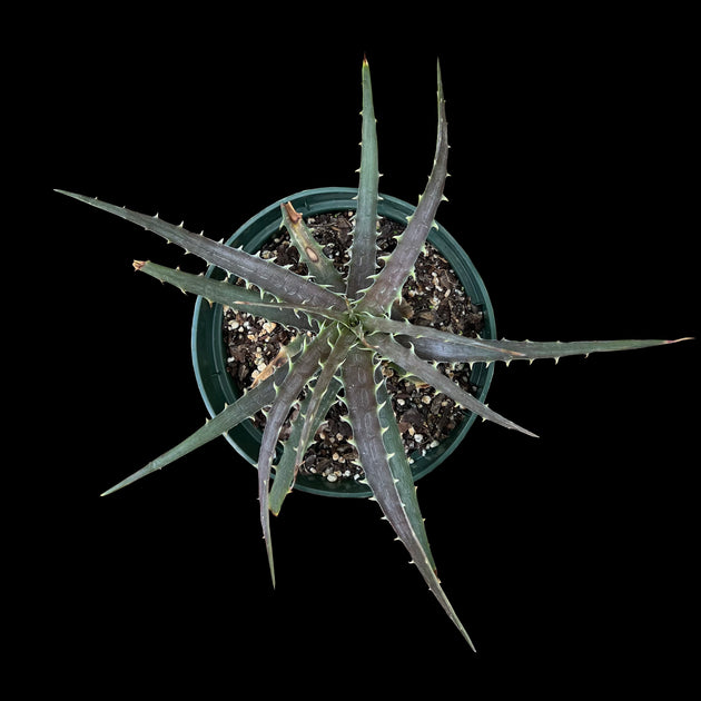 Dyckia beateae SEL97-0223 – Tropiflora