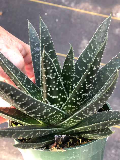 wolfgang succulent Gasteria 'Royal Wolfgang' – Tropiflora
