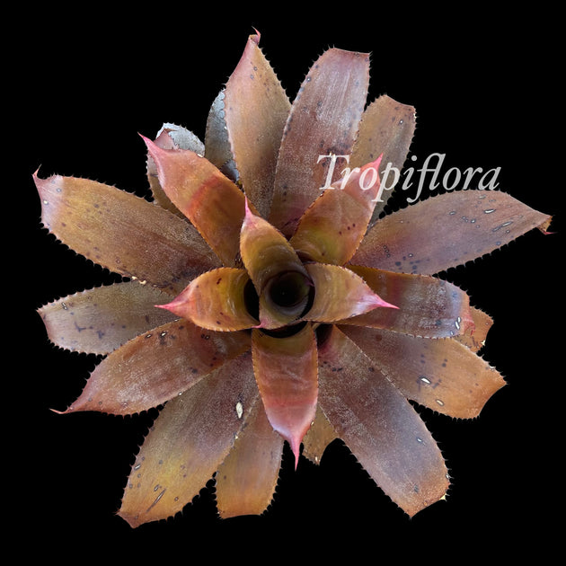 Hohenbergia edmundoi'Extra large' ホヘンベルギア エドムンドイ