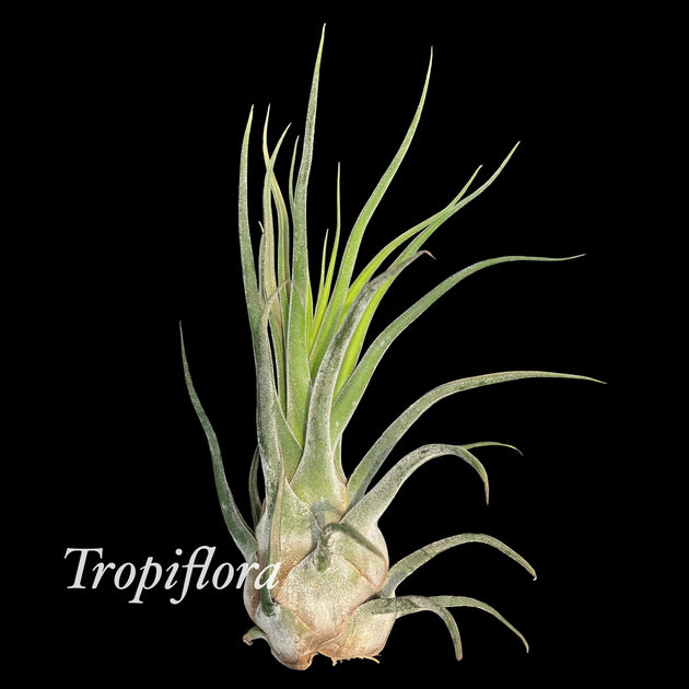 seleriana air plant Tillandsia 'Selerepton' – Tropiflora