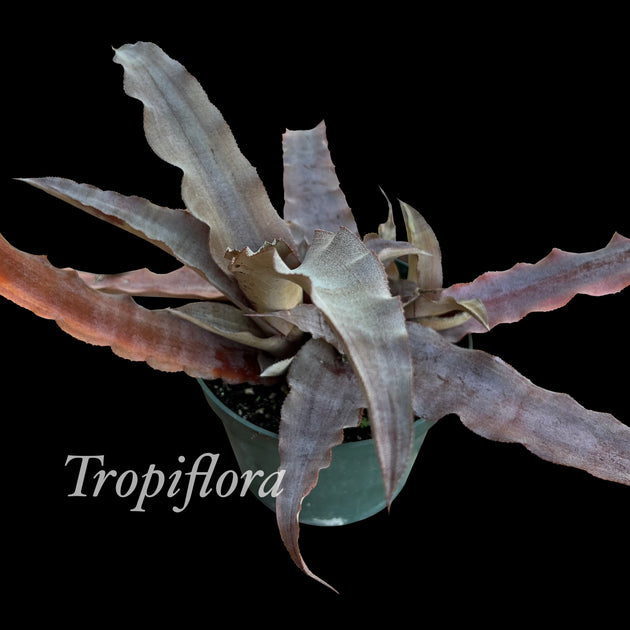 Cryptanthus dianae (type) SEL 20000118 Tropiflora