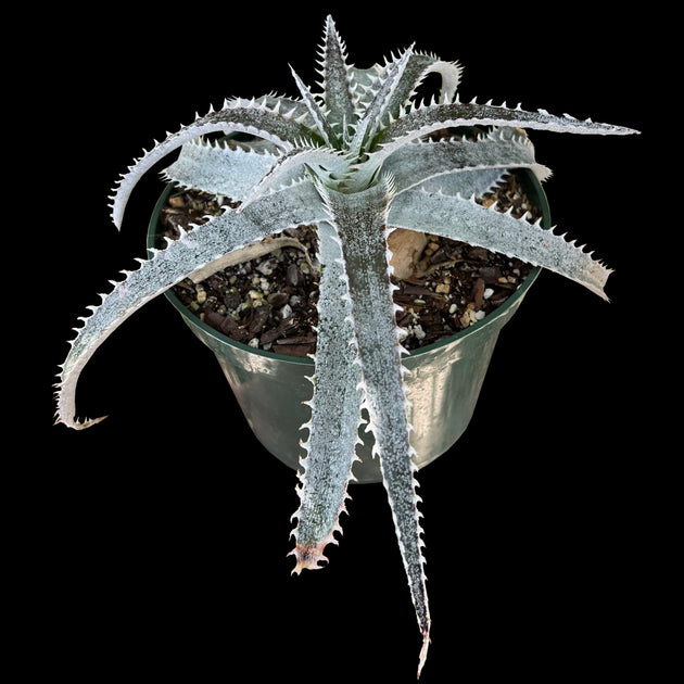 Dyckia 'Richard Kaz' – Tropiflora