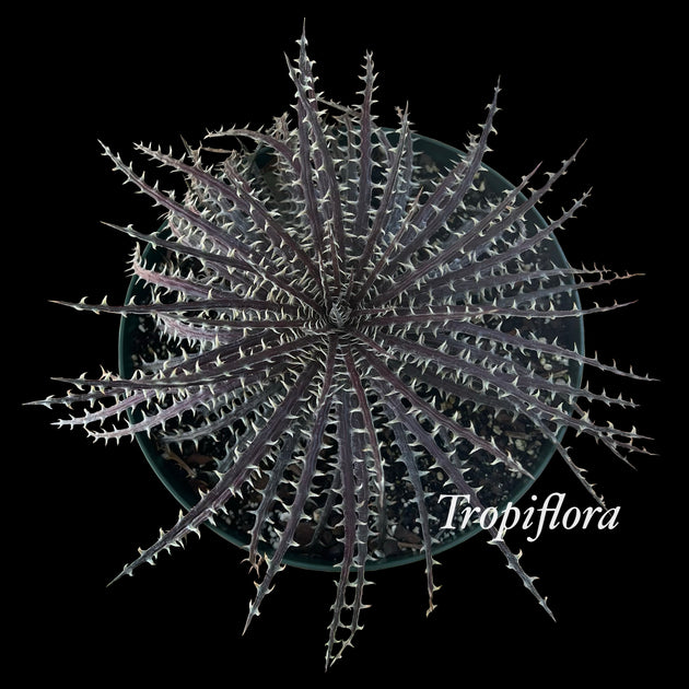 Dyckia dawsonii (Bill Baker clone) – Tropiflora