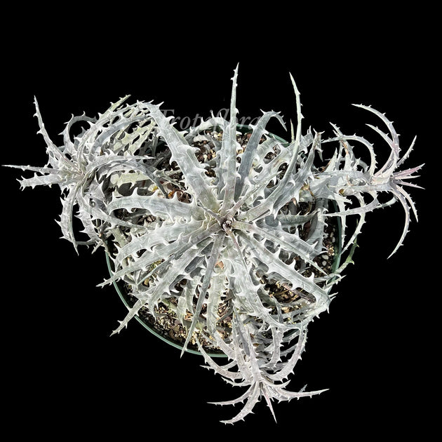 Dyckia goehringii Large clone – Tropiflora Dyckia goehringii Large clone – Tropiflora