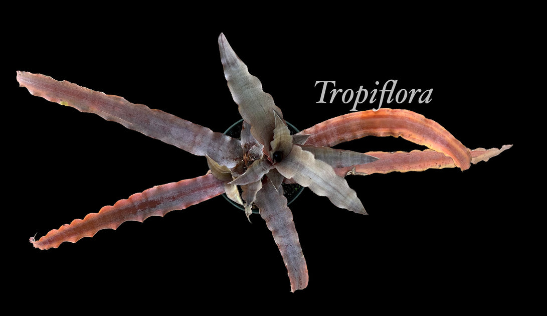 Cryptanthus dianae (type) SEL 20000118 Tropiflora