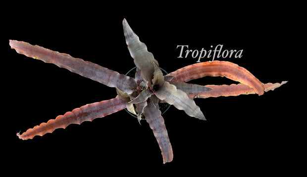 Cryptanthus dianae (type) SEL 2000-0118