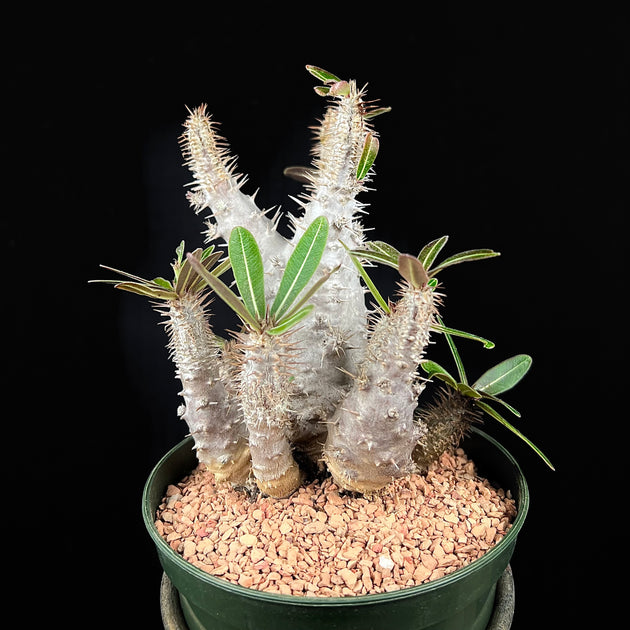 最適な価格 Pachypodium cactipes – Tropiflora その他観葉植物