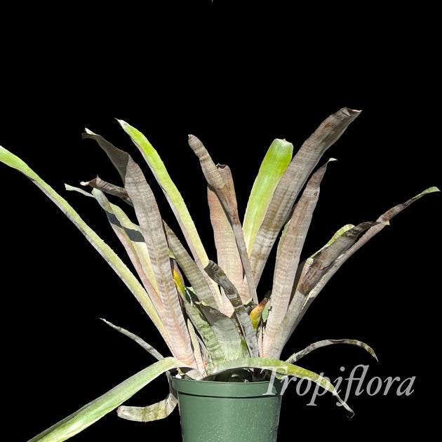 x Hohenmea 'Betsy McCrory' – Tropiflora