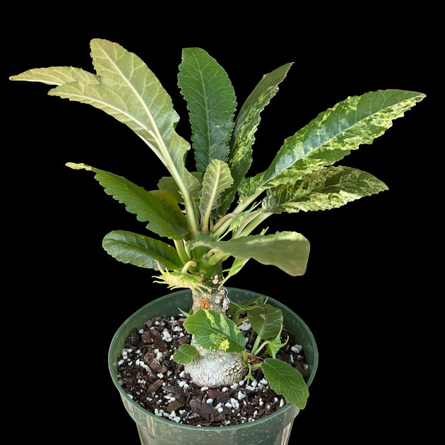 Dorstenia foetida variegated – Tropiflora Dorstenia foetida variegated – Tropiflora