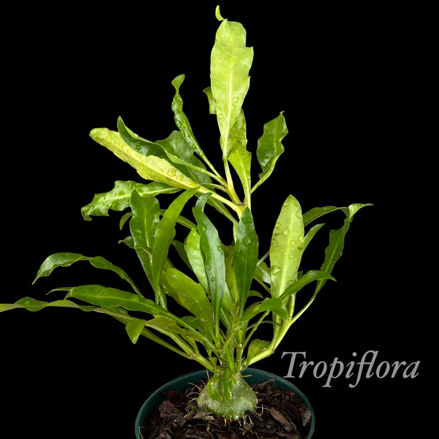Myrmephytum selebicum – Tropiflora