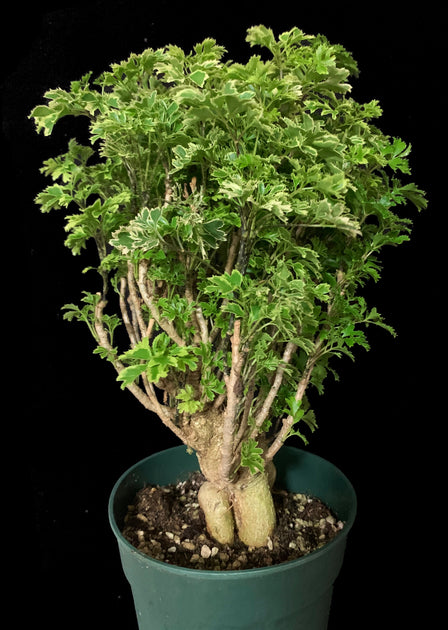 Polyscias fruticosa 'Ming Aralia'  Tropiflora