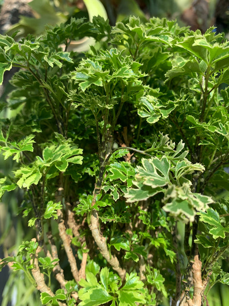 ming jade plant Polyscias fruticosa 'Ming Aralia' – Tropiflora
