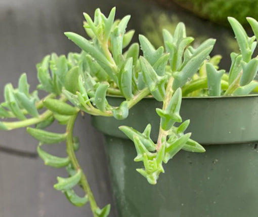 Senecio peregrinus 'String of Dolphins' – Tropiflora