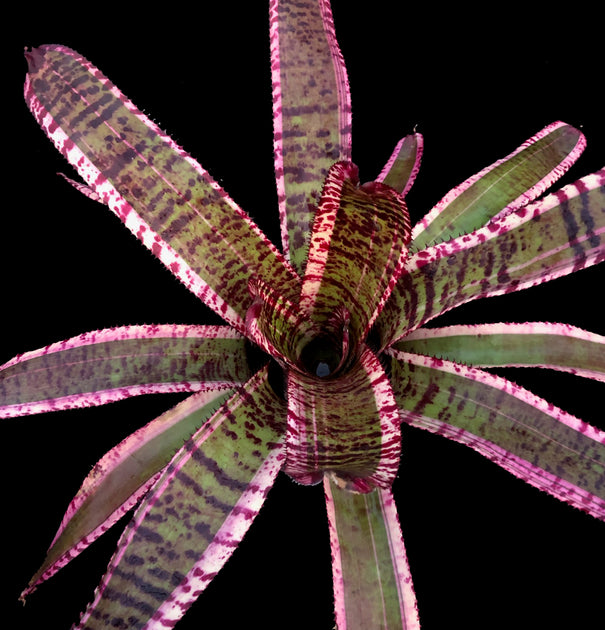 Neoregeliaセット　① Neoregelia 'Spotted Night' - Bromeliad Paradise