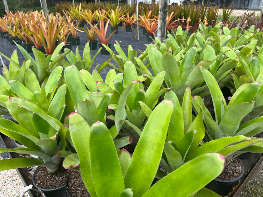 Tropiflora's Full Sun Bromeliad Guide