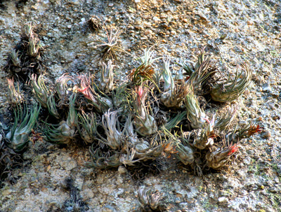 Tropiflora's Air Plant (Tillandsia) Care Guide