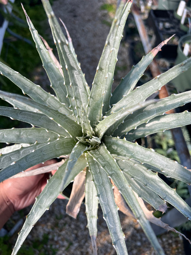 Hechtia zamudioi AS099-3