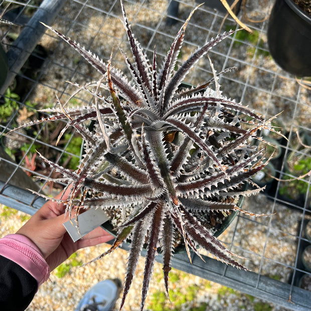 Dyckia 'El Solitario'