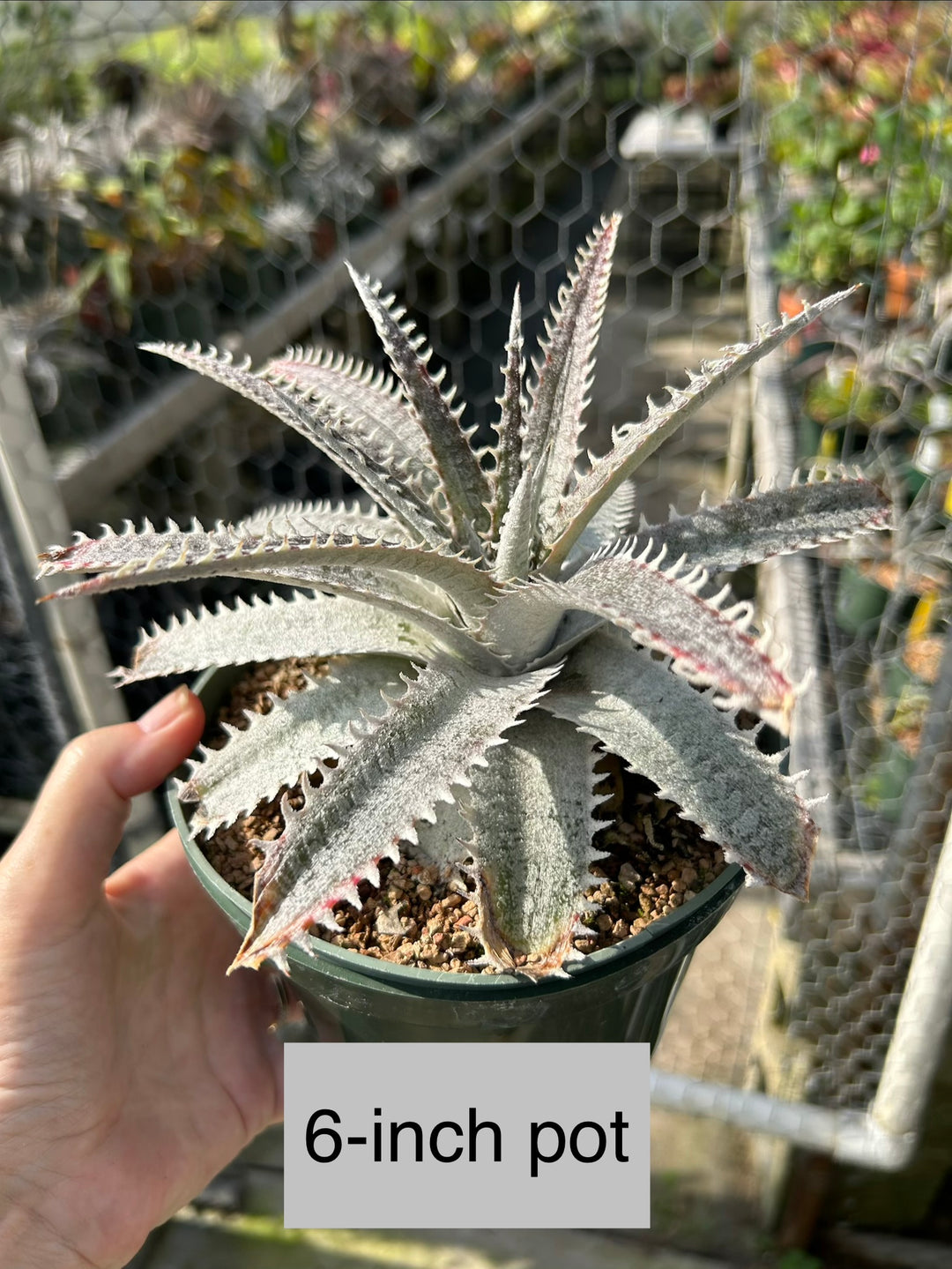 Dyckia 'Richard Kaz' – Tropiflora