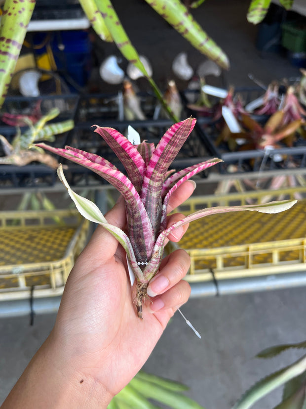 Neoregelia 'Shadazzle'