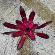 Neoregelia 'Mad Hatter'