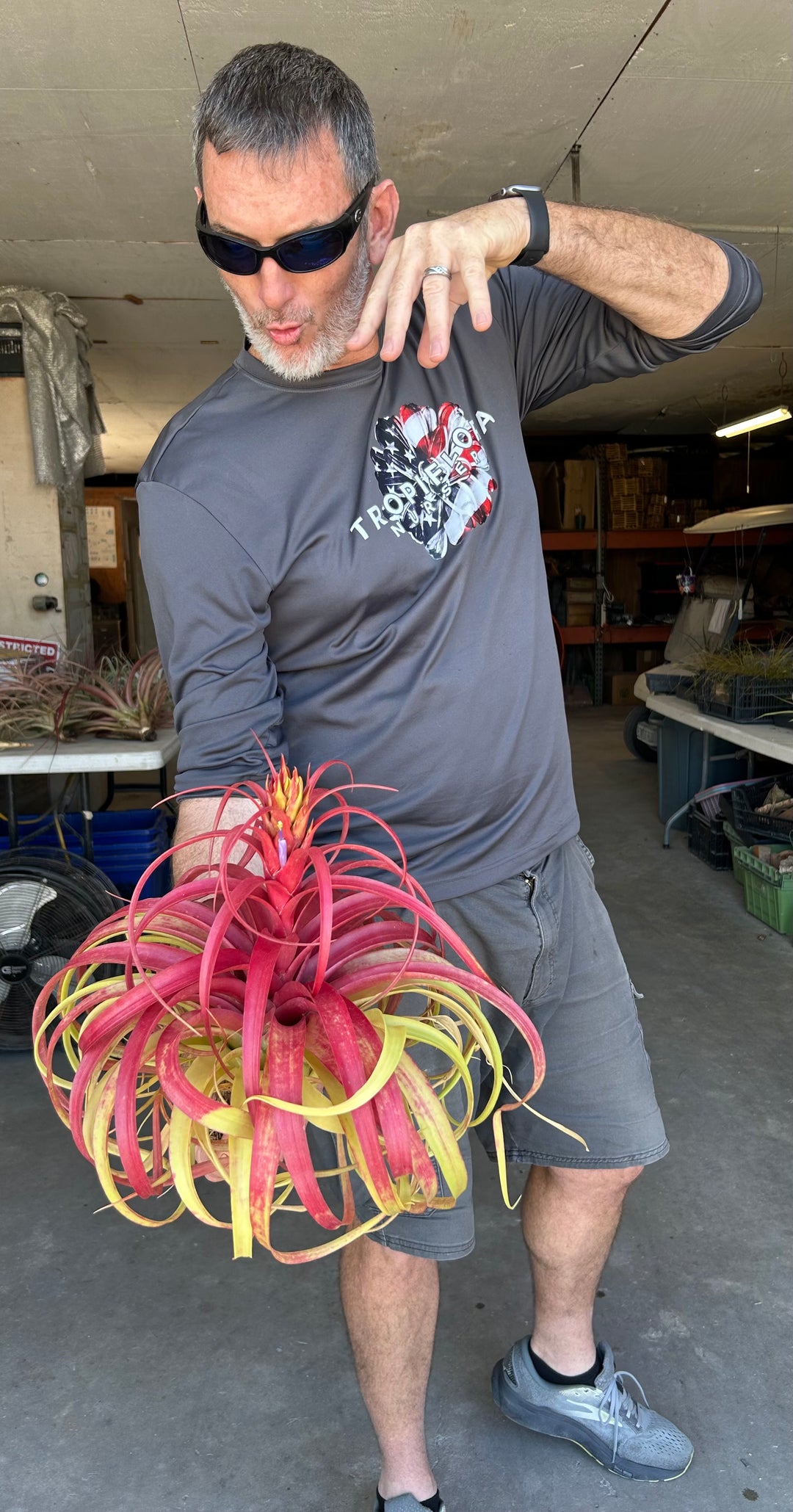 Tillandsia 5点セット　折※師様用 Tillandsia 'Marvelous Masterpiece' – Tropiflora