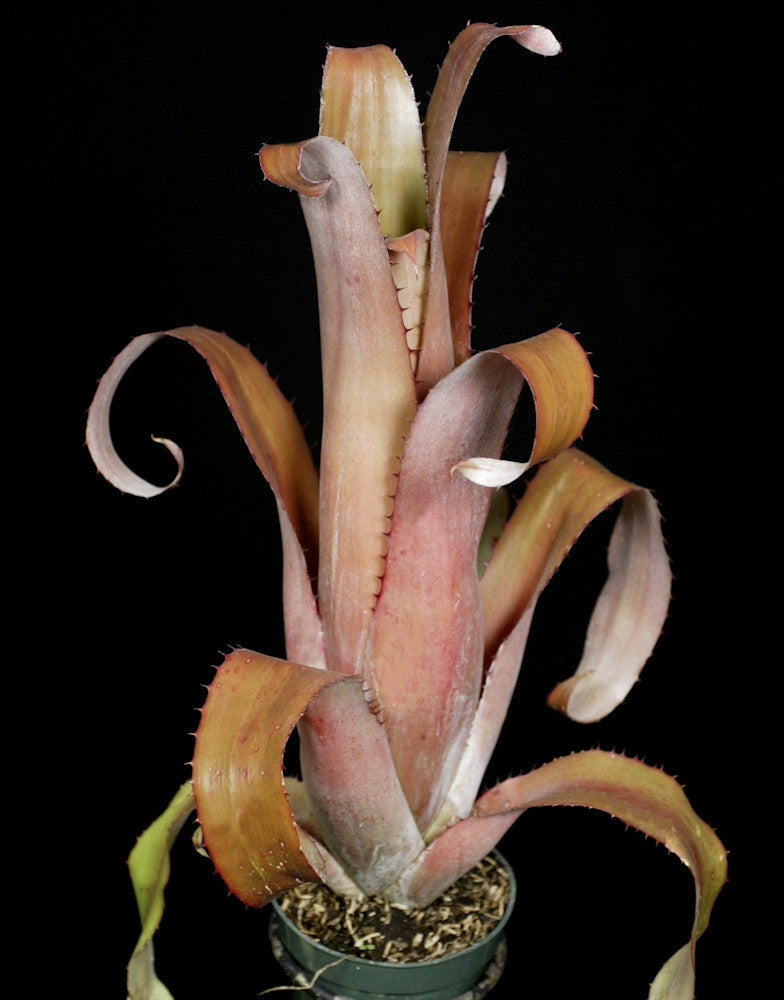 Aechmea bromeliifolia – Tropiflora