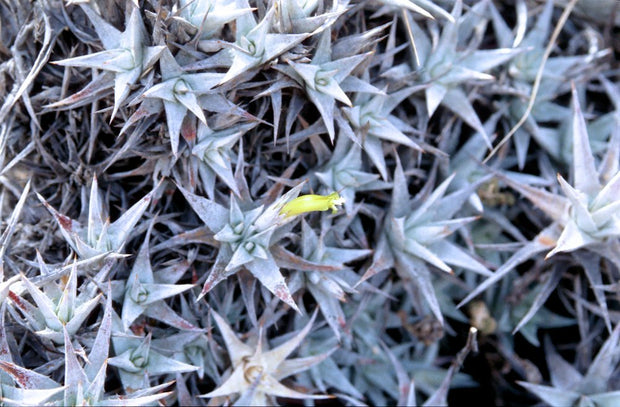 Deuterocohnia aff. brevifolia DJC Bolivia