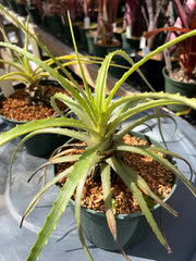 Hechtia mooreana