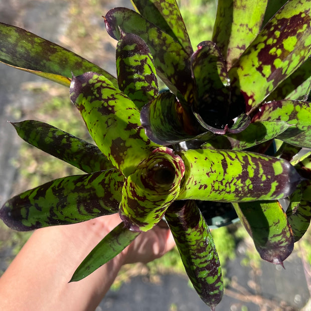 Neoregelia 'Krampus'