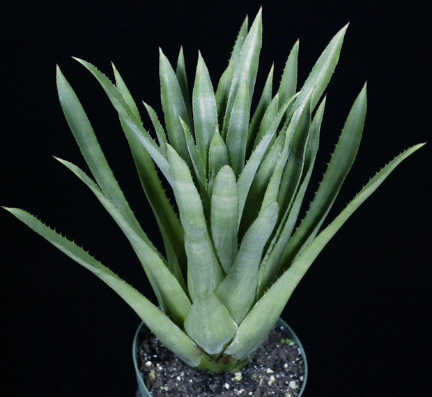 Aechmea distichantha v. distichantha forma albiflora