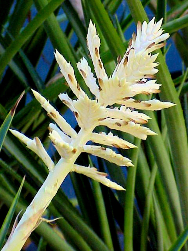 Aechmea distichantha v. distichantha forma albiflora