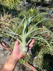 Tillandsia 'Merlin'