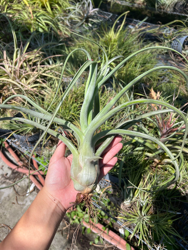 Tillandsia 'Merlin'