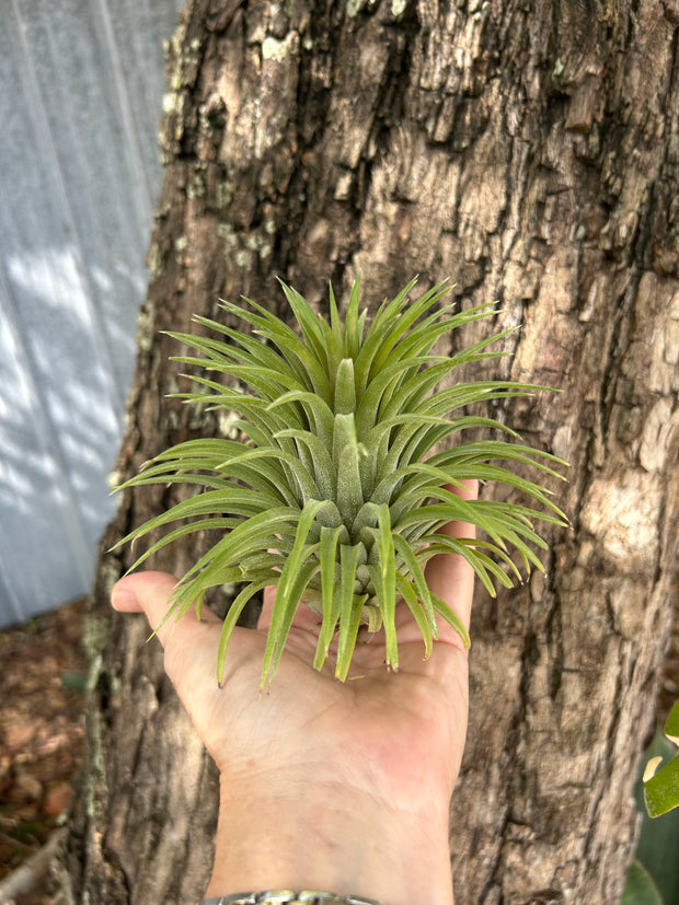 Tillandsia ionantha 'Cabo Gigante' Jalisco,Mexico