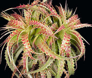 Hechtia cf. stenopetala Huahuapan OAX.