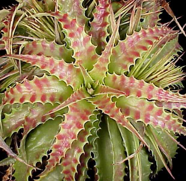 Hechtia cf. stenopetala Huahuapan OAX.