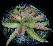 Hechtia cf. stenopetala Huahuapan OAX.