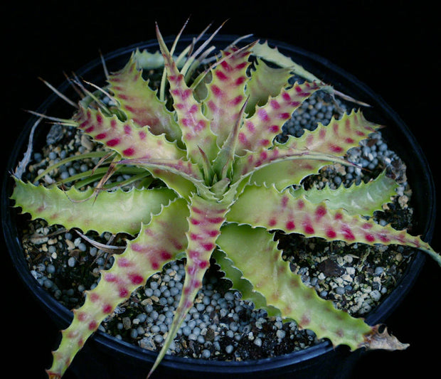 Hechtia cf. stenopetala Huahuapan OAX.