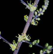 Hechtia cf. stenopetala Huahuapan OAX.