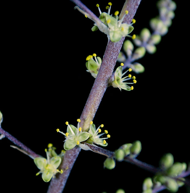 Hechtia cf. stenopetala Huahuapan OAX.