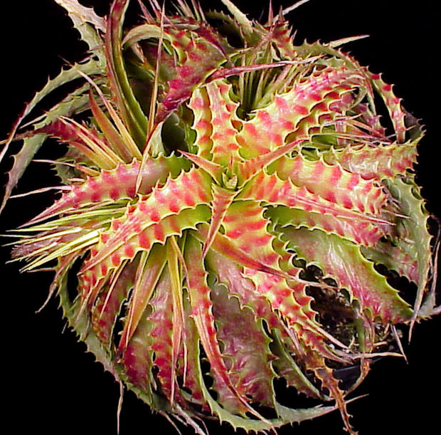 Hechtia cf. stenopetala Huahuapan OAX.