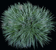 Dyckia cf. choristaminea EL4146 SEL07-0348
