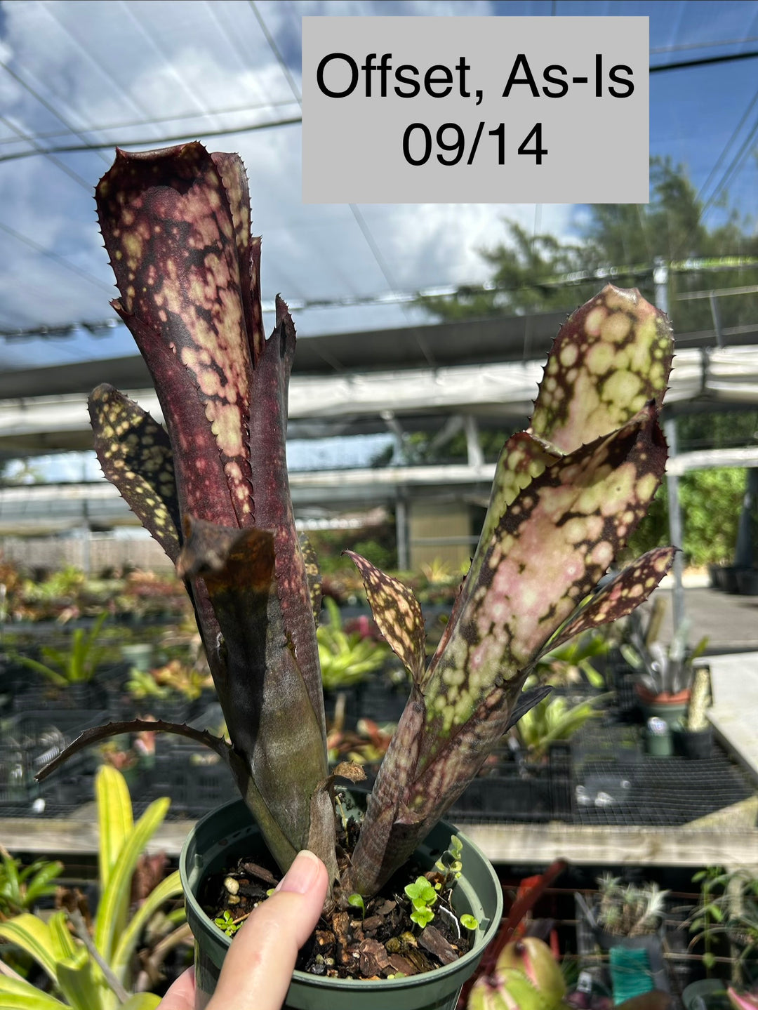 Billbergia 'Black Pearl' – Tropiflora