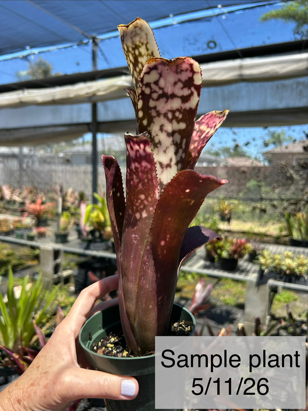 Billbergia 'Ole' – Tropiflora