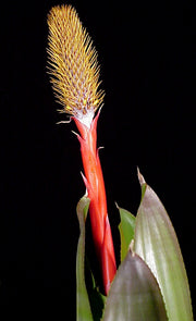 Aechmea pineliana 'Giant Form'