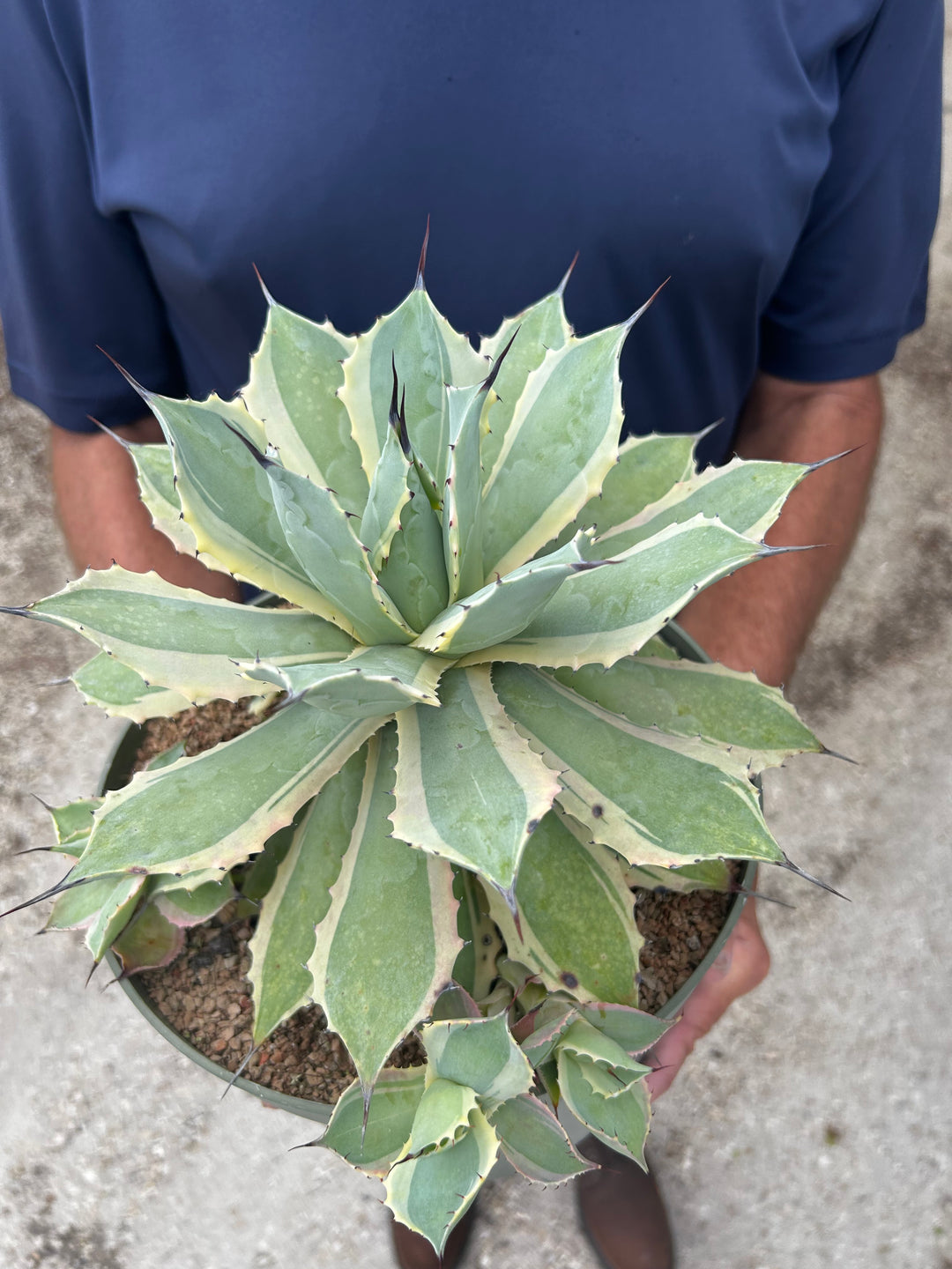 Billbergia 'Don's Purple Haze' – Tropiflora