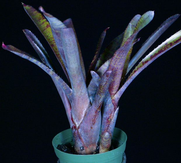 Neoregelia 'Punctate Red' x pascoliana